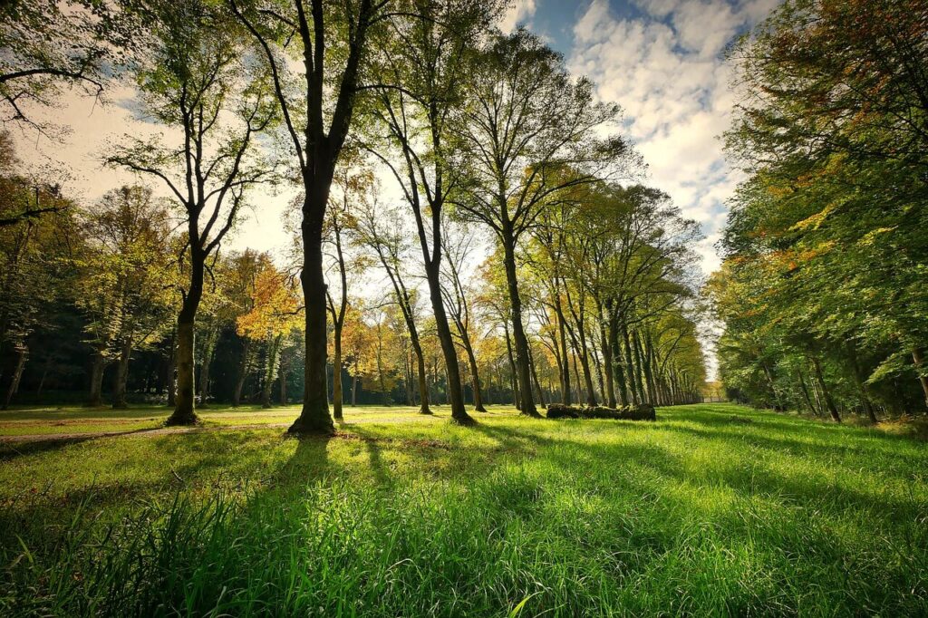 Download free HD stock image of Trees Park